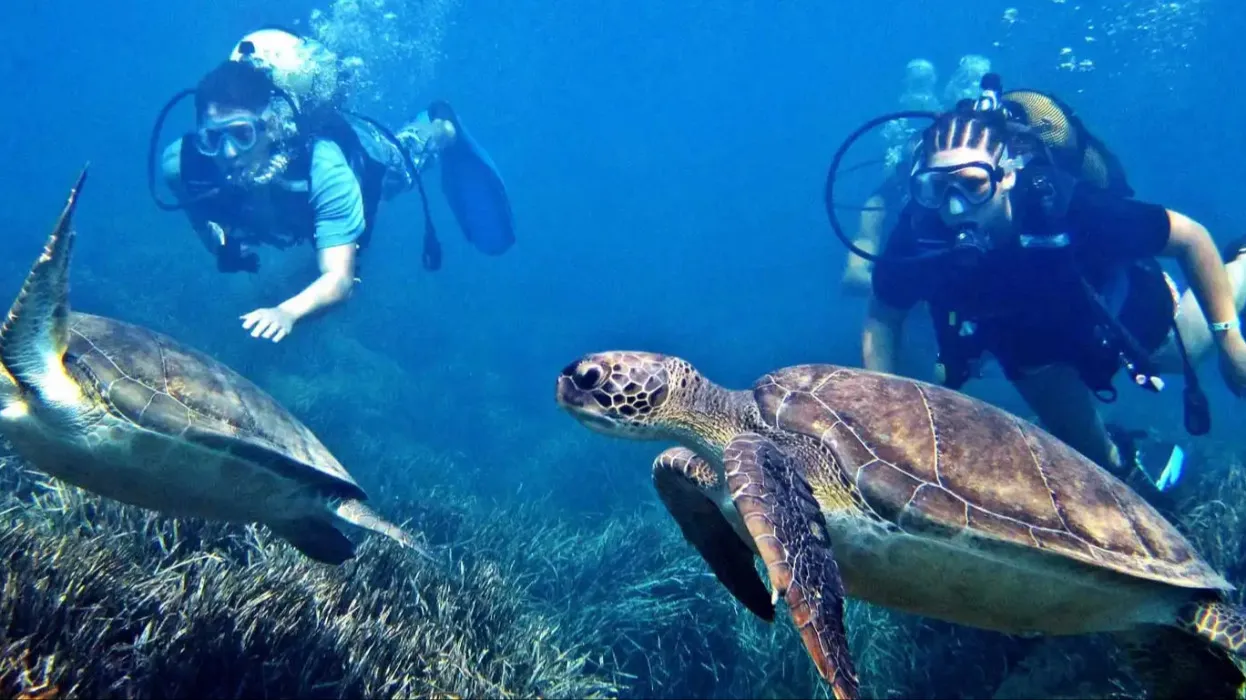 Scrub divers swimming alongside Hawksbill sea turtle on Fujairah Sea underwater