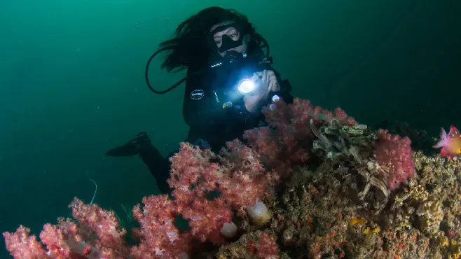 A lady scuba diving near a coral reef underwater in blue ocean